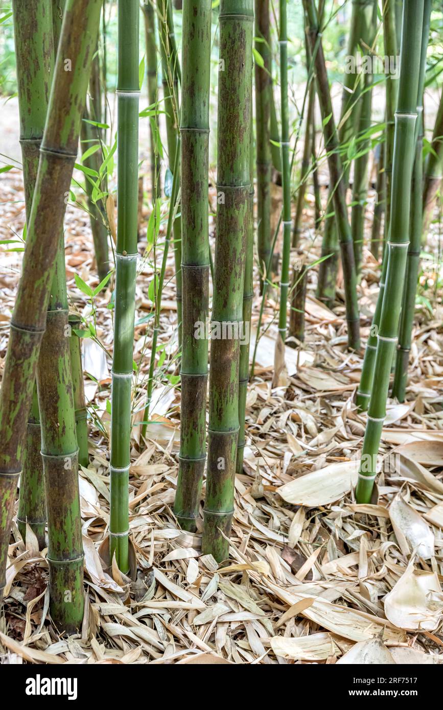 Phyllostachys nigra hi-res stock photography and images - Alamy