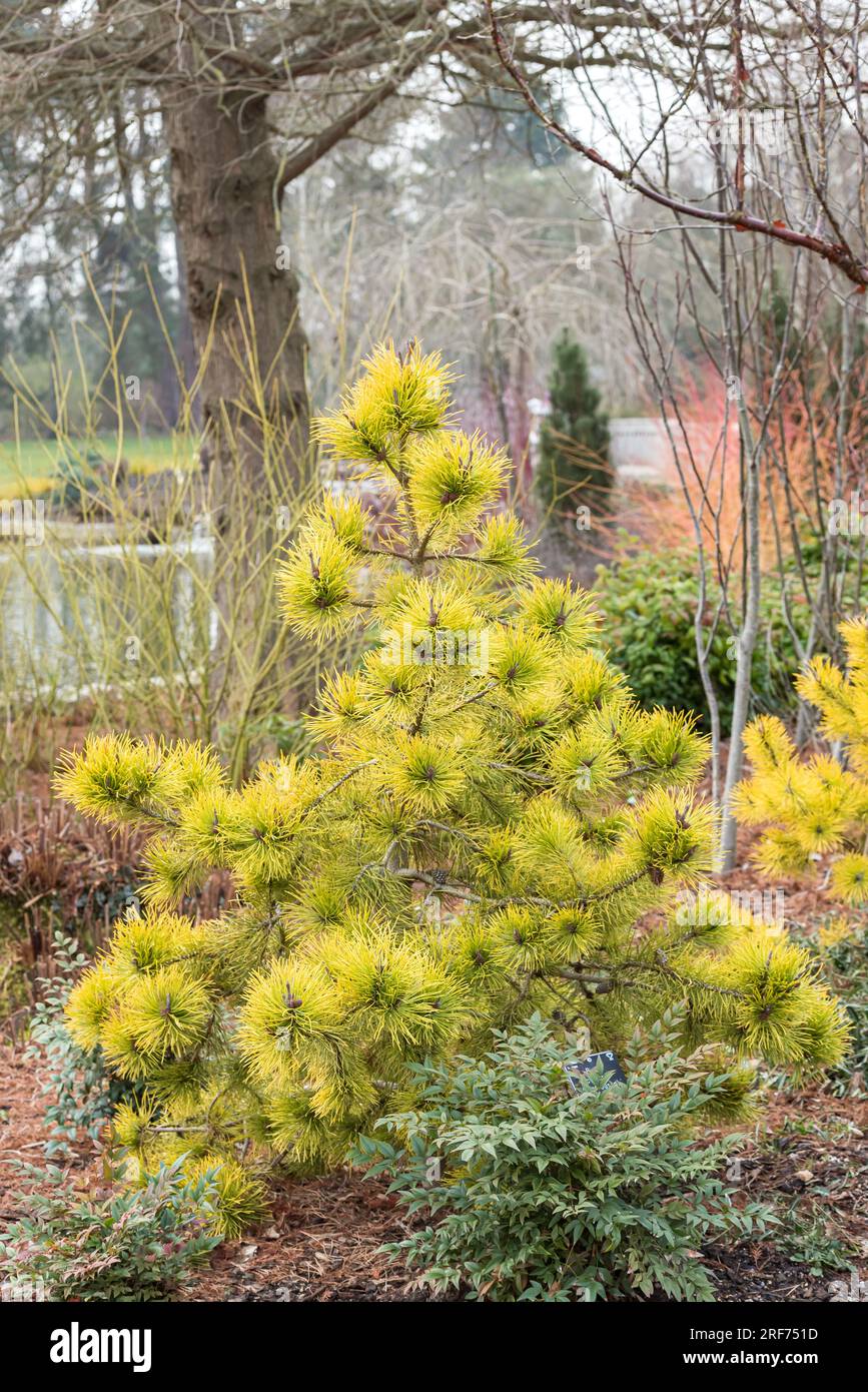 Dreh-Kiefer (Pinus contorta 'Chief Joseph') Stock Photo