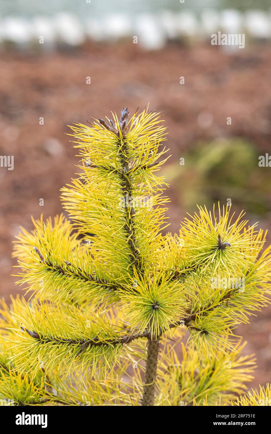 Dreh-Kiefer (Pinus contorta 'Chief Joseph') Stock Photo