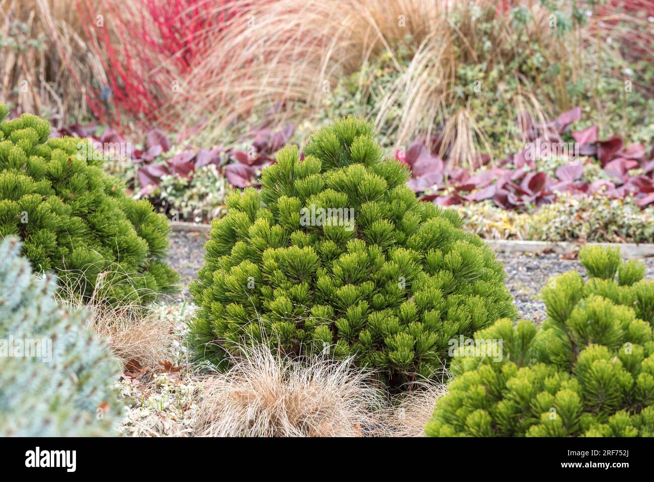 Zwerg-Schlangenhaut-Kiefer (Pinus heldreichii 'Smidtii') Stock Photo
