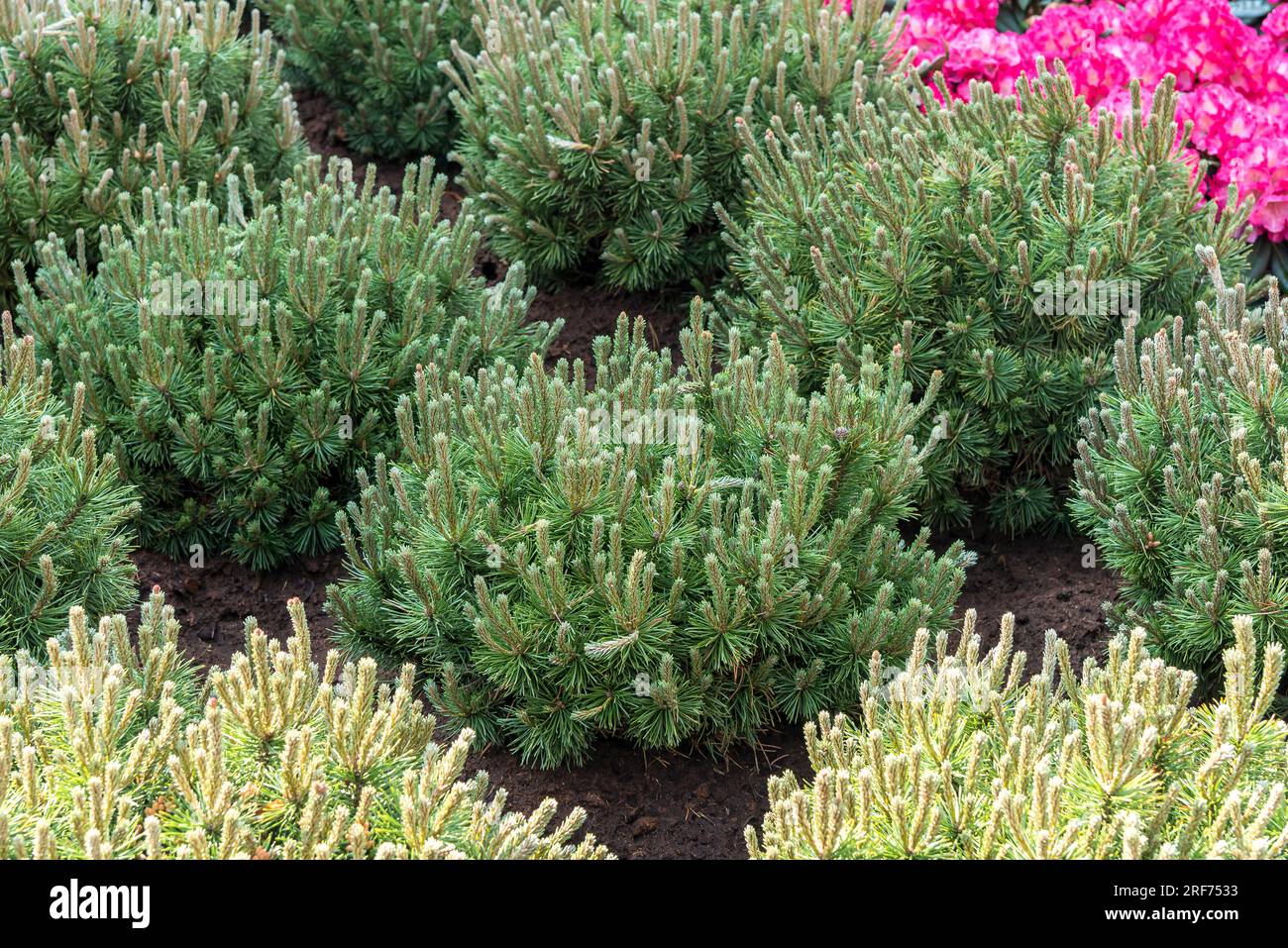 Krummholz-Kiefer (Pinus mugo 'Mops') Stock Photo