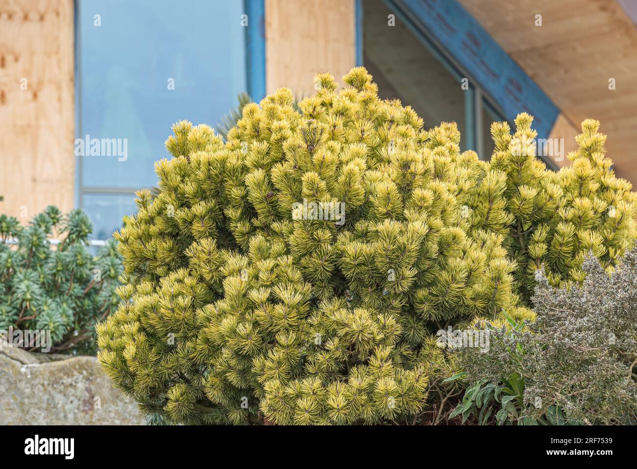 Krummholz-Kiefer (Pinus mugo 'Ophir') Stock Photo