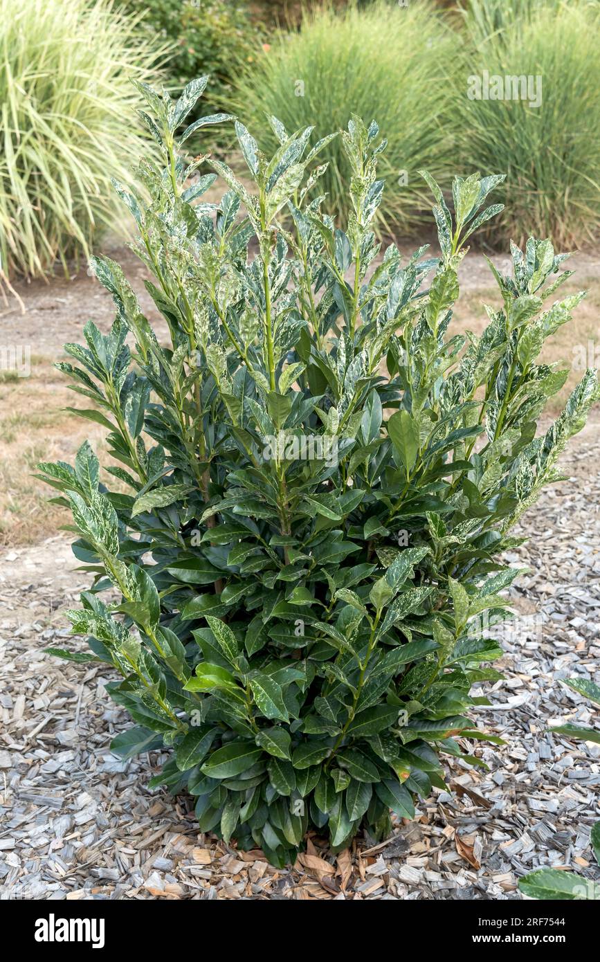 Lorbeer-Kirsche (Prunus laurocerasus 'Ivory' Stock Photo - Alamy