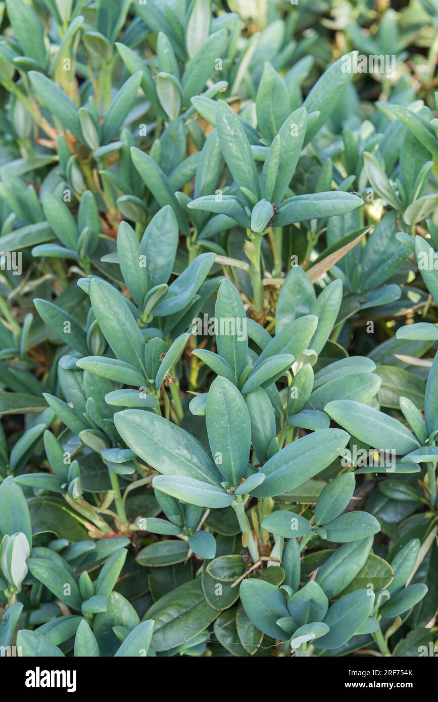 Yakushima-Rhododendron (Rhododendron 'Blauschimmer' Stock Photo - Alamy