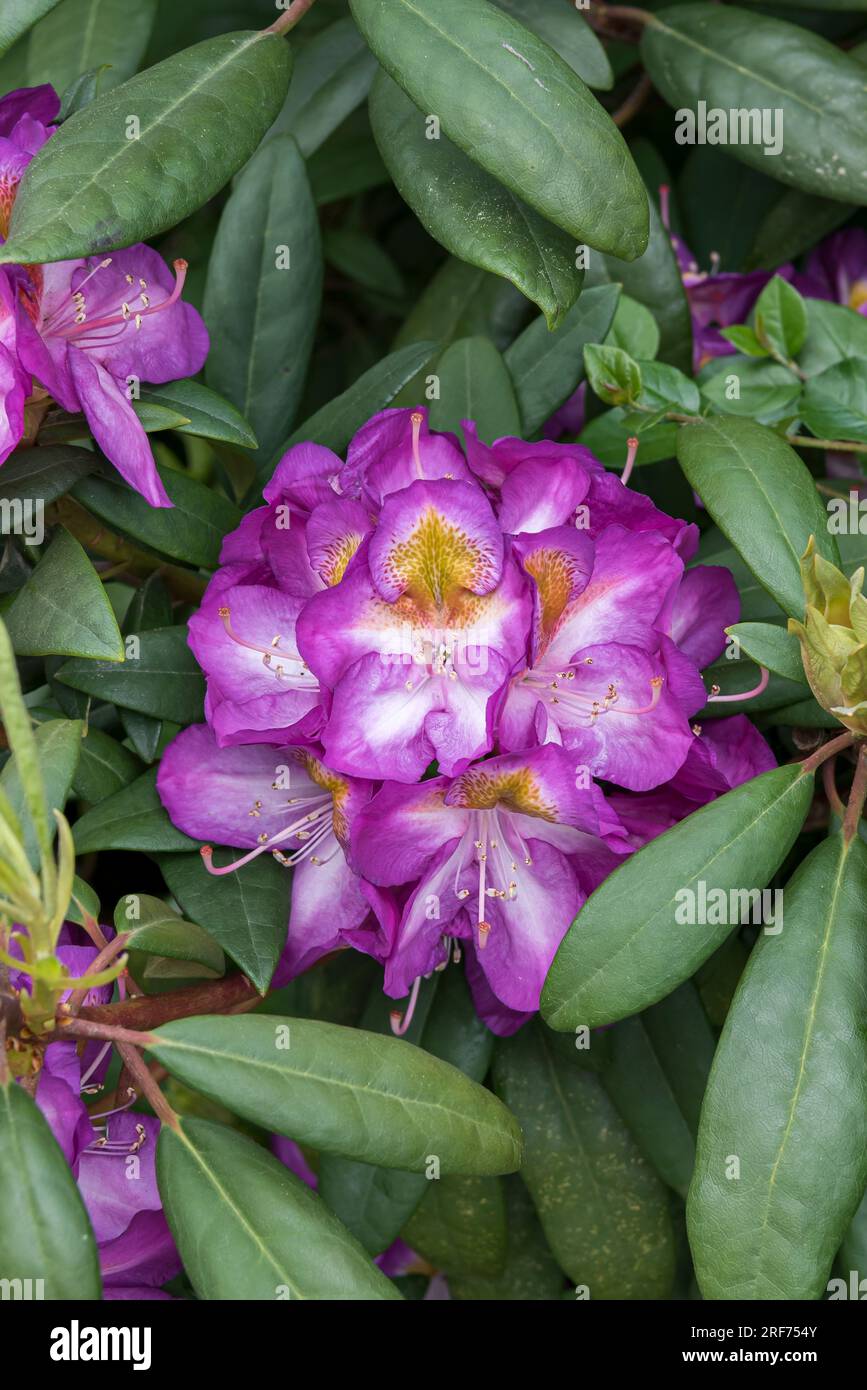 Rhododendron (Rhododendron 'Blue Bell' Stock Photo - Alamy
