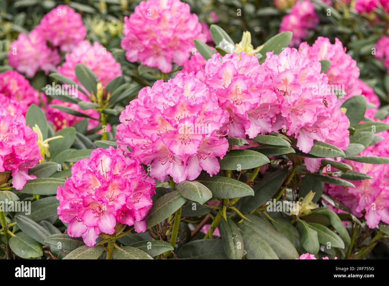 Rhododendron-Hybride (Rhododendron 'Hachmann's Mazurka' Stock Photo - Alamy