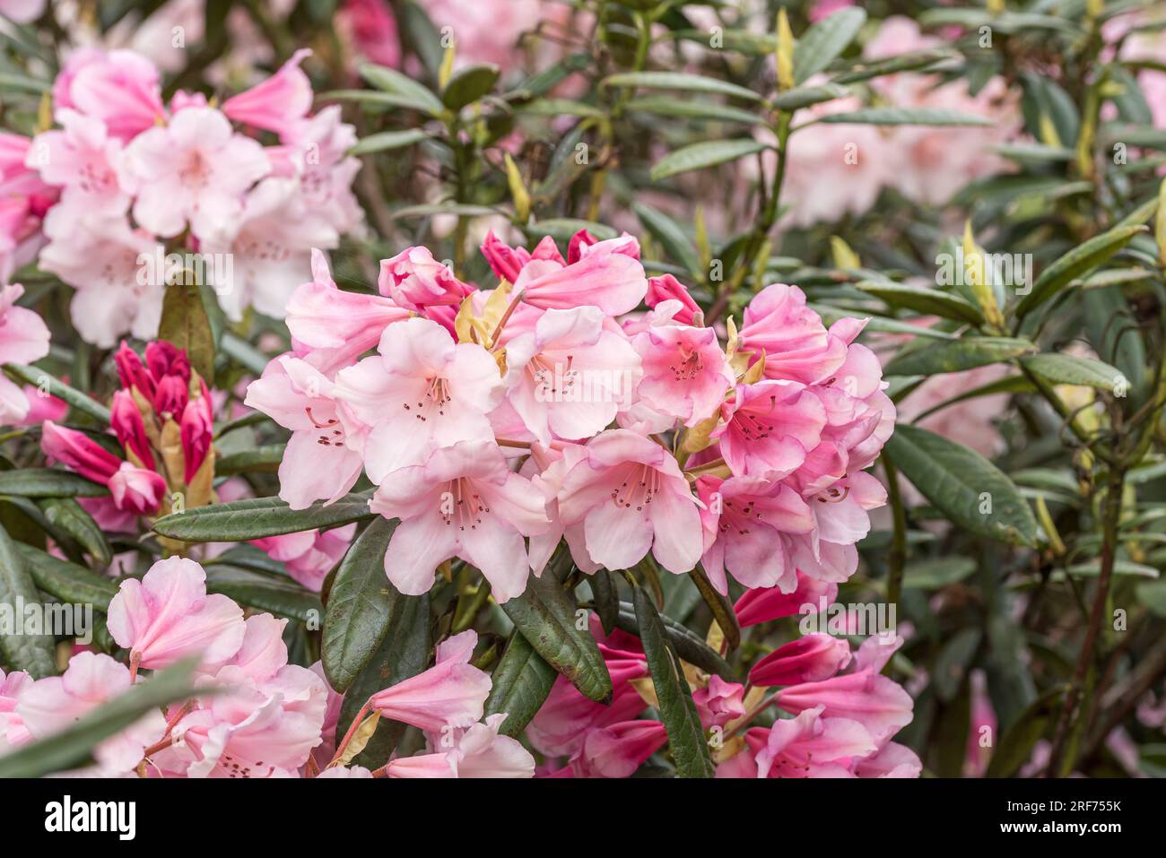 Rhododendron-Hybride (Rhododendron 'Dear Barbara' Stock Photo - Alamy