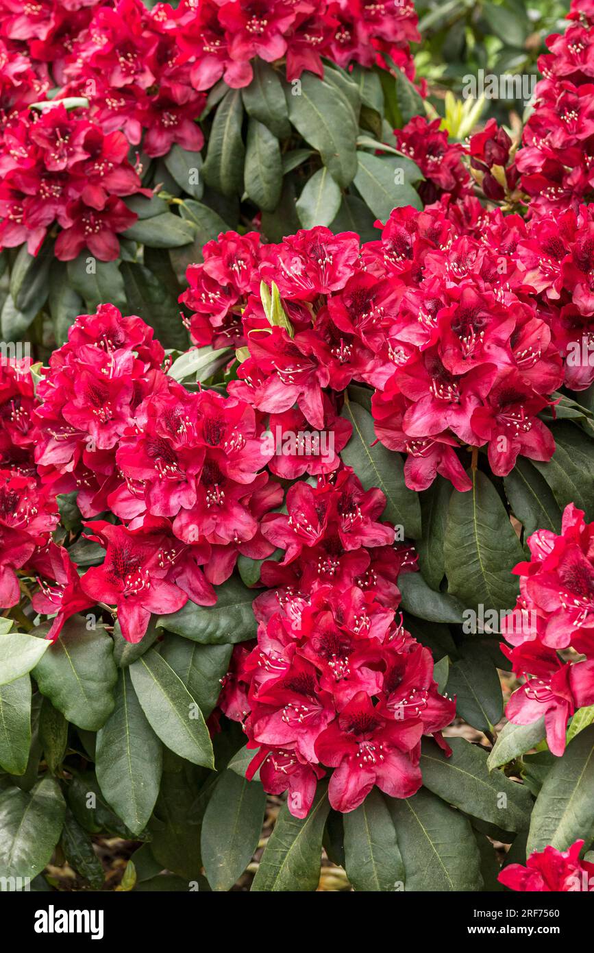 Alpenrose (Rhododendron 'Hachmanns Matador' Stock Photo - Alamy