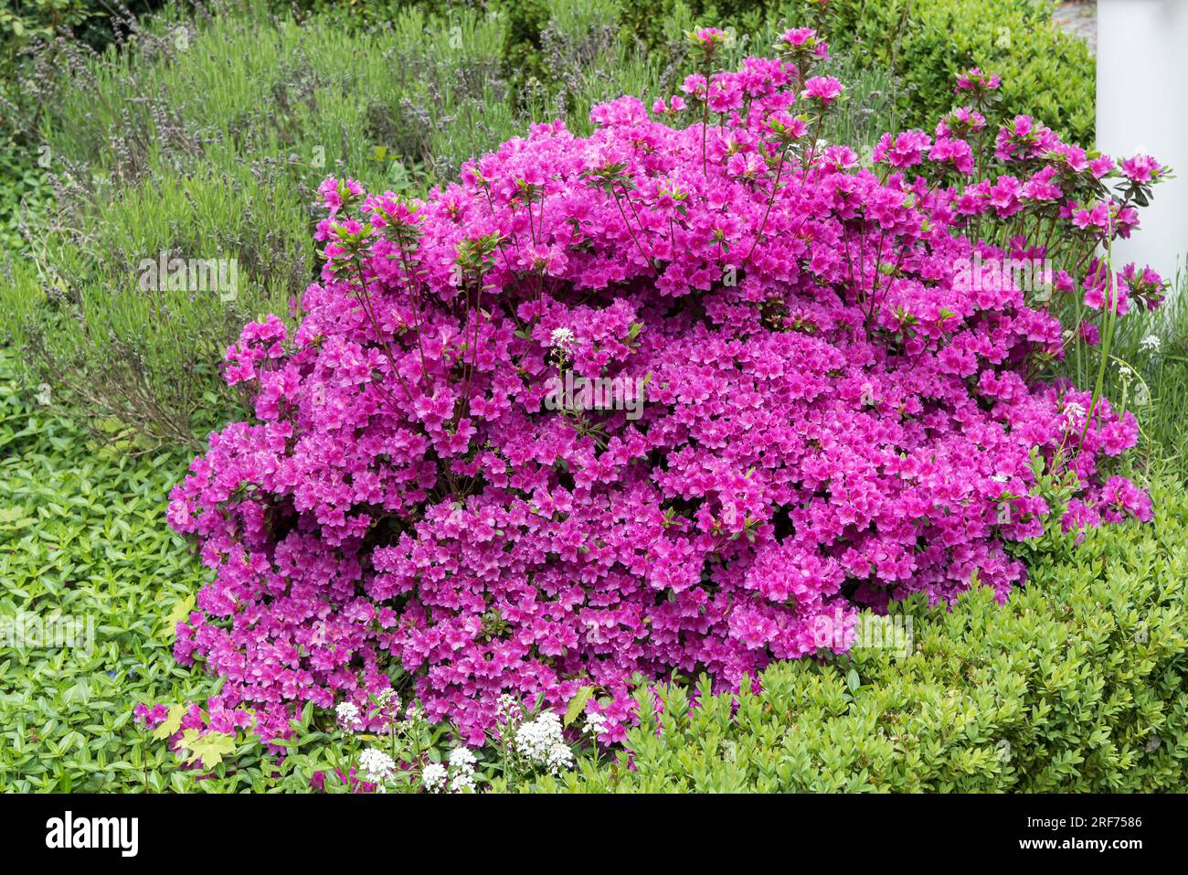 Japanische Azalee (Rhododendron 'Königstein' Stock Photo - Alamy