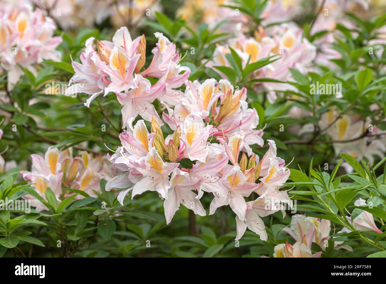 Occidentalis-Azalee (Rhododendron 'Irene Koster' Stock Photo - Alamy