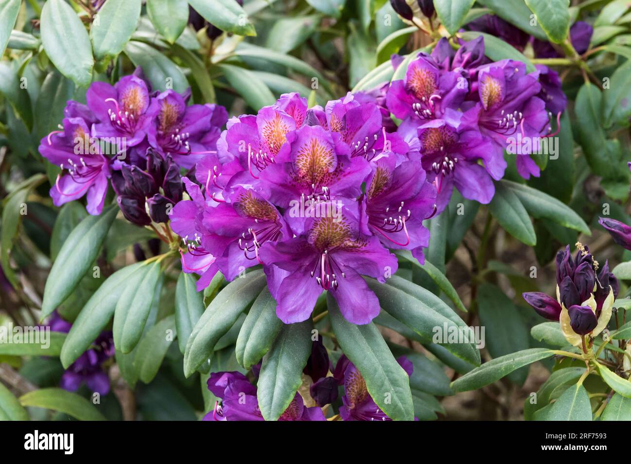 Pontische Alpenrose (Rhododendron 'Marcel Menard' Stock Photo - Alamy