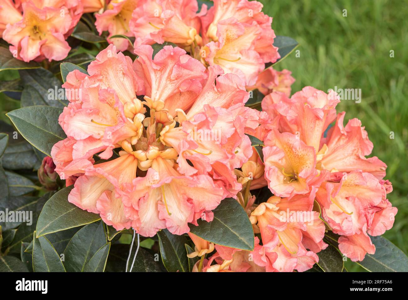 Rhododendron (Rhododendron 'Orange Flirt') Stock Photo
