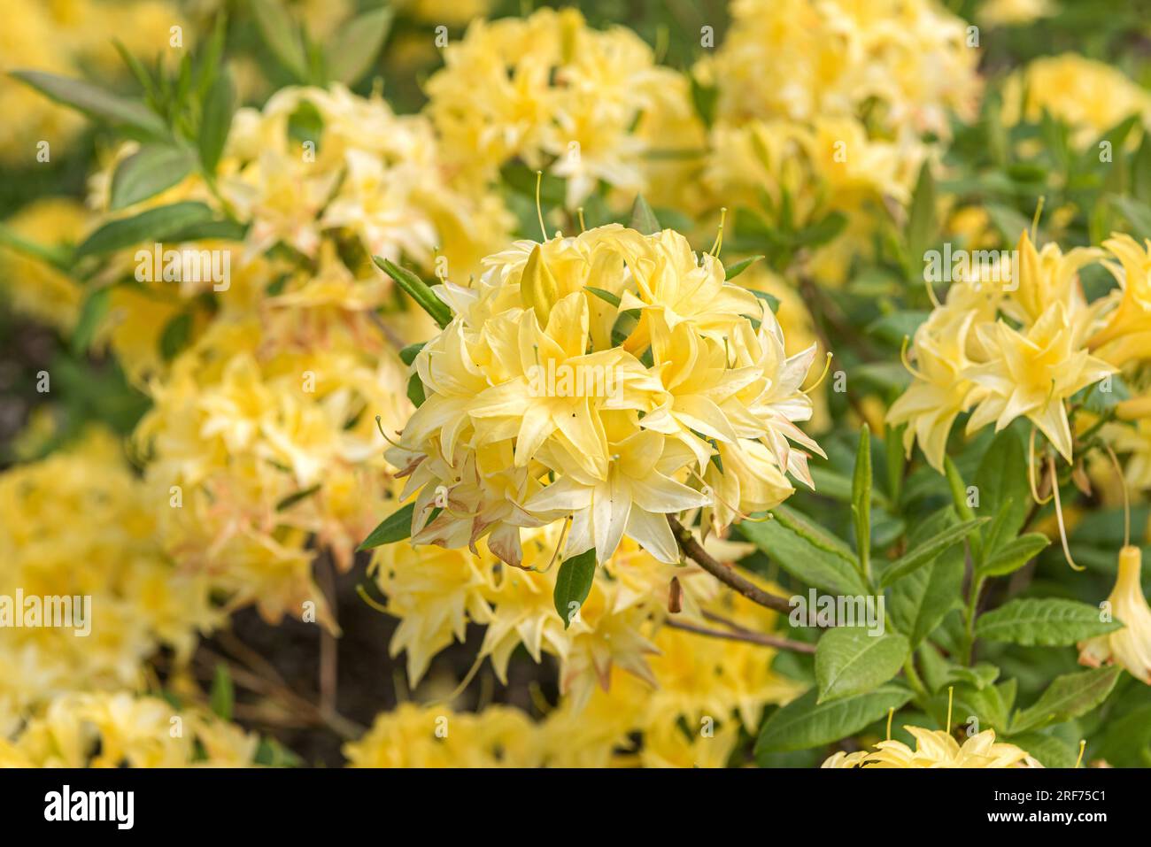 Azalee (Rhododendron 'Sonnenkpfchen' Stock Photo - Alamy