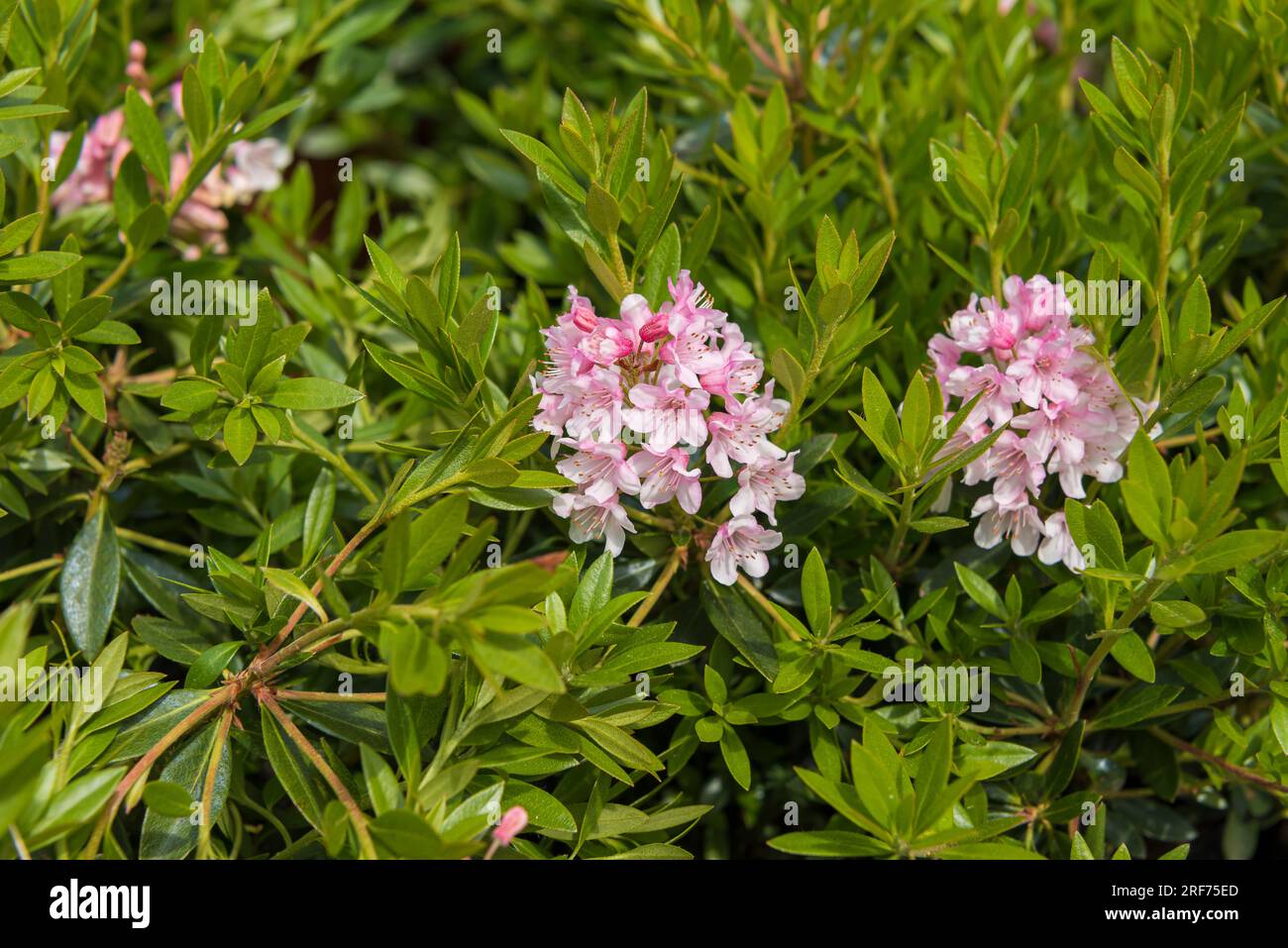 ZwergRhododendron (Rhododendron BLOOMBUX Stock Photo Alamy