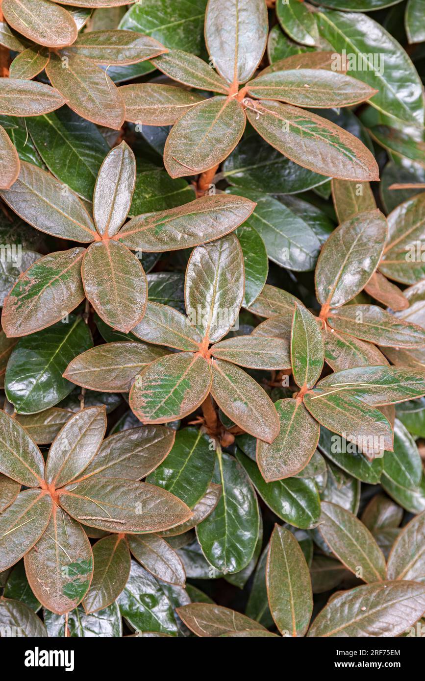 Rhododendron bureavii hi-res stock photography and images - Alamy