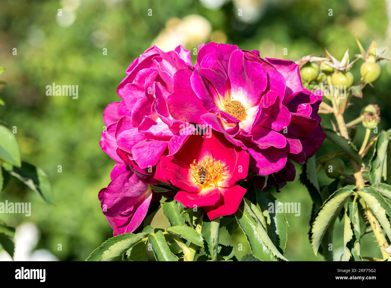 Bodendecker-Rose (Rosa WEG DER SINNE) Stock Photo