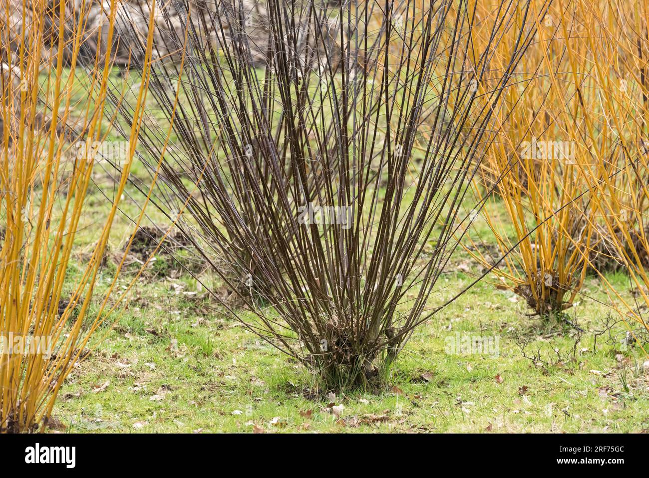 Reif-Weide (Salix daphnoides) Stock Photo