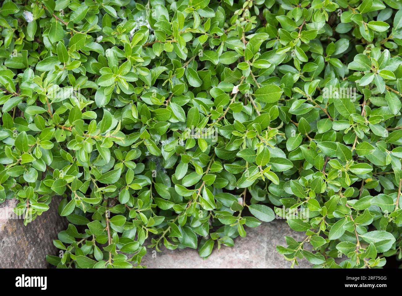 (Salix × simulatrix) Stock Photo