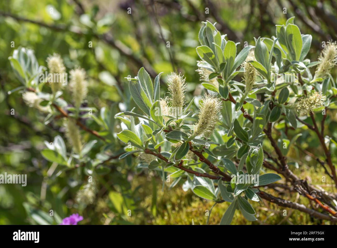 Schweizer Weide (Salix helvetica) Stock Photo
