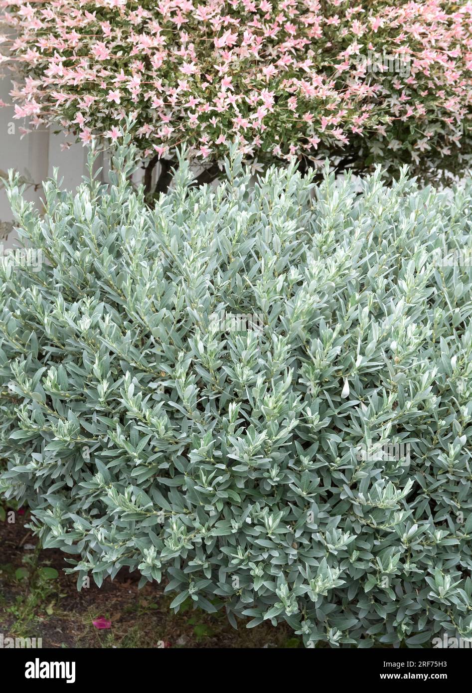 Schweizer Weide (Salix helvetica) Stock Photo