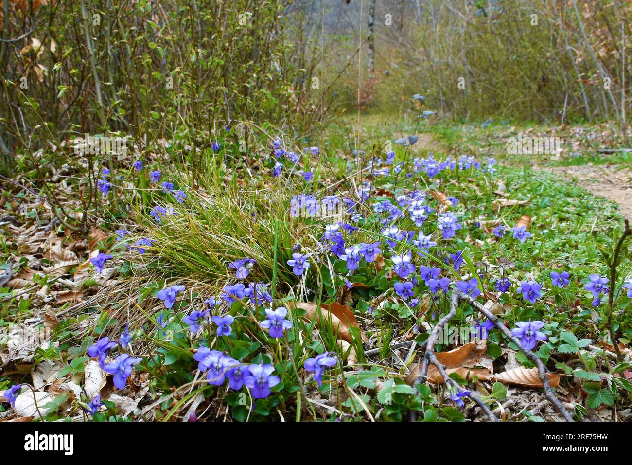 Blue common dog-violet (Viola riviniana) flowers Stock Photo