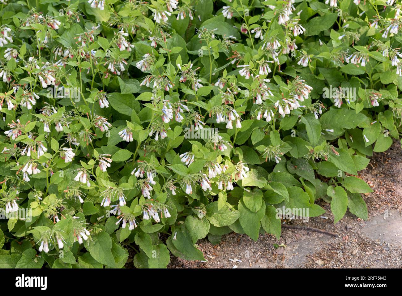 Kleiner Kaukasus-Beinwell (Symphytum grandiflorum) Stock Photo