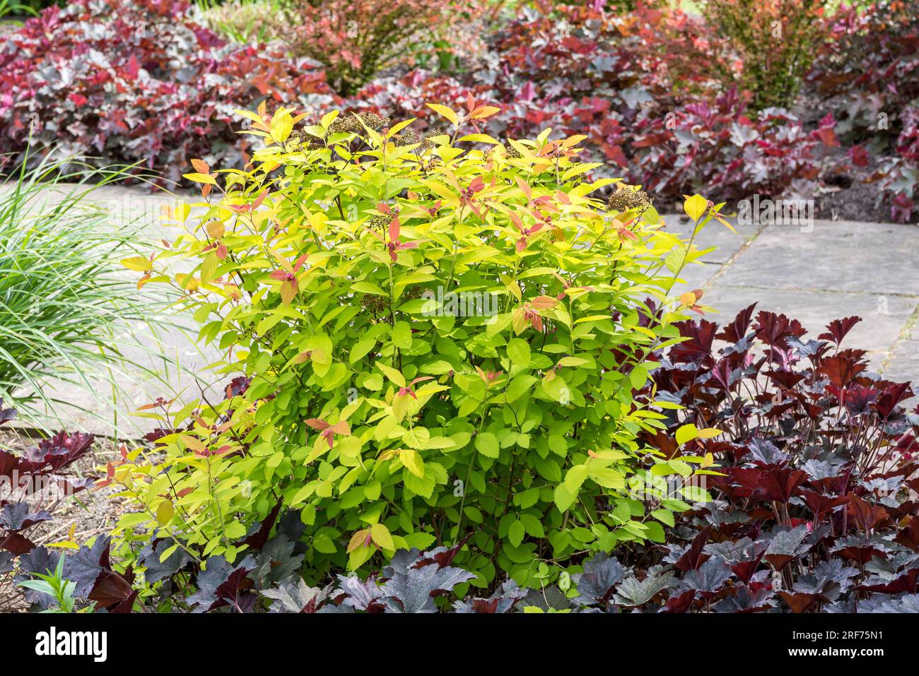 Sommerspiere (Spiraea DOUBLE PLAY BIG BANG) Stock Photo