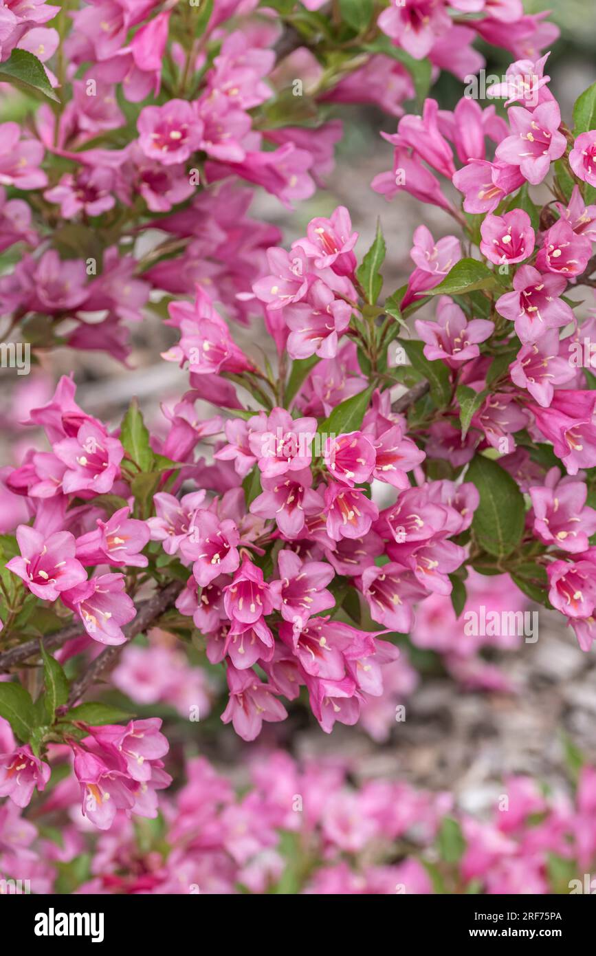 Weigela florida minuet hires stock photography and images Alamy