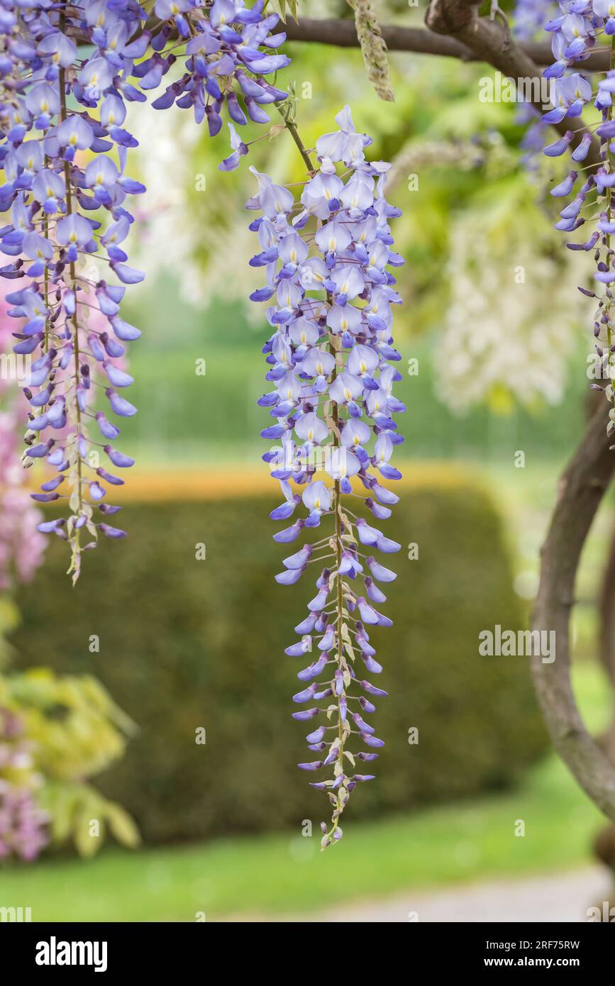 Japanischer Blauregen, Wisteria floribunda Blue Dream, Japanese wisteria,  Wisteria floribunda Blue Dream Stock Photo - Alamy