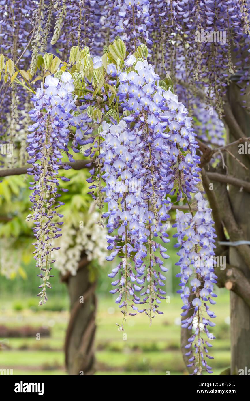 Japanischer Blauregen (Wisteria floribunda 'Blue Dream' Stock Photo - Alamy