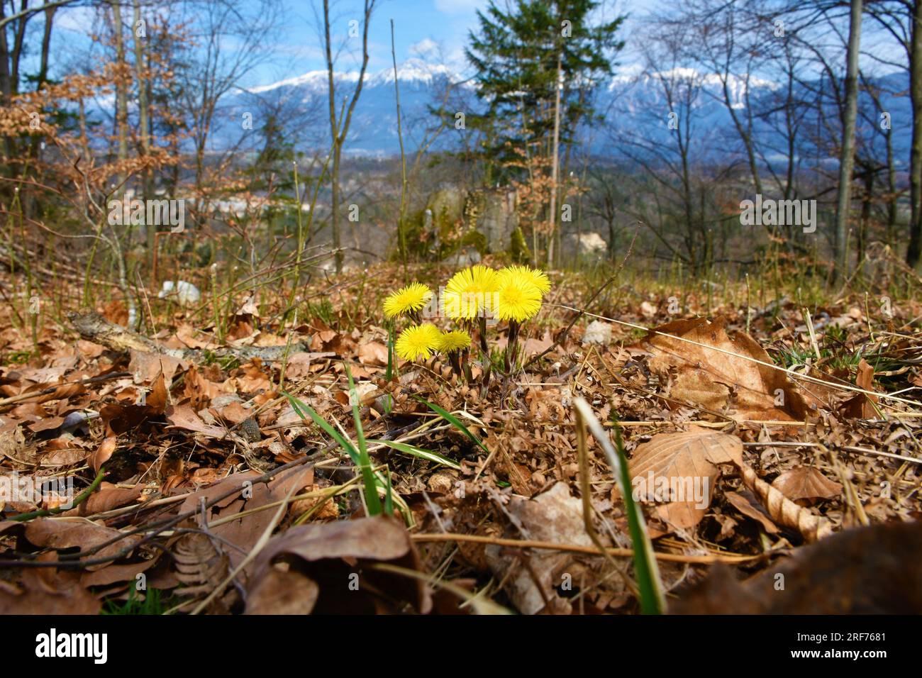 Yellow coltsfoot (Tussilago farfara) spring flower in selective focus with Karavanke mountains in Gorenjska, Sloveniacovered in snow in the back Stock Photo