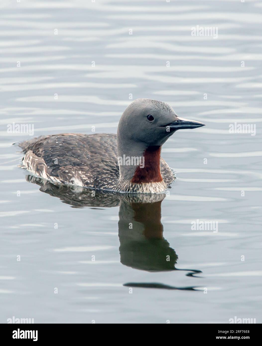 Sterntaucher Gavia Stellata Stock Photo Alamy sterntaucher-gavia-stellata-stock-photo-alamy