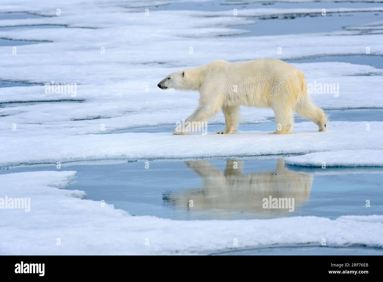 Eisbär auf Spitzbergen auf Nahrungssuche, (Ursus maritimus), Norwegen, Stock Photo