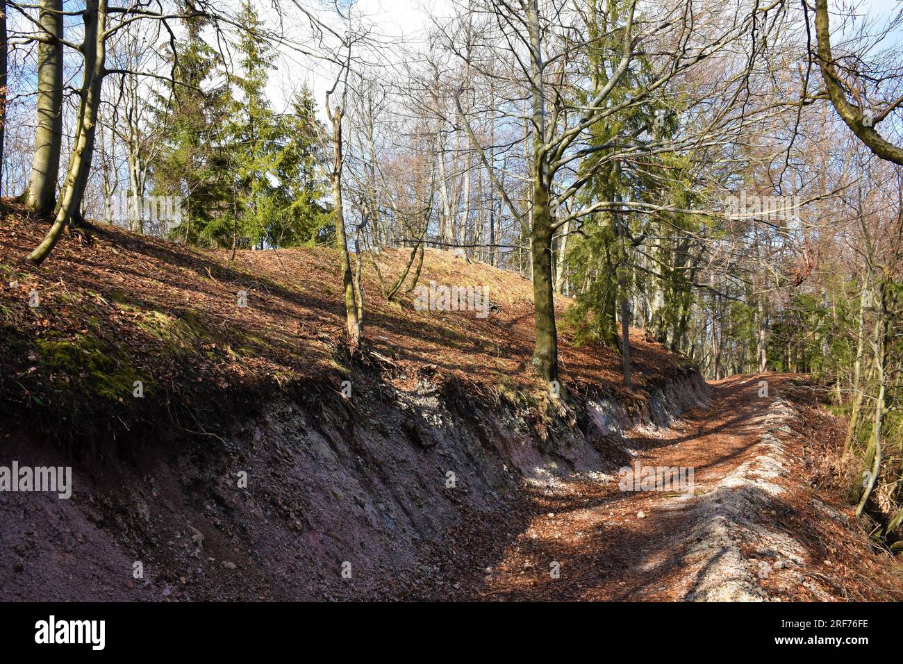 Forest path leading through a deciduous, broadleaf, temperate beech