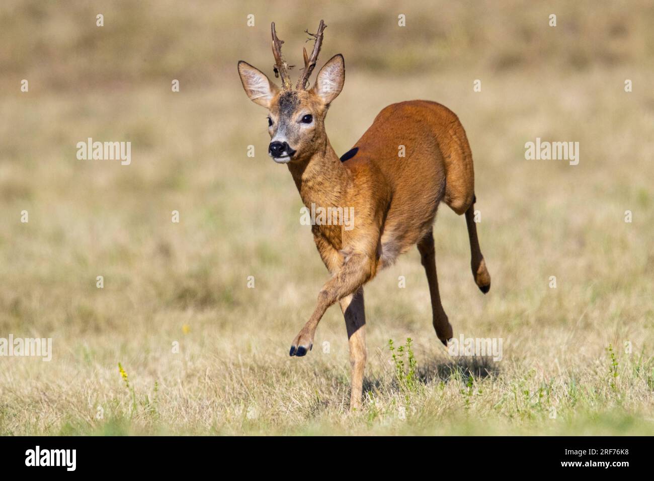 Springender Junger springender Rehbock, Roe Deer (Capreolus capreolus Stock Photo ...