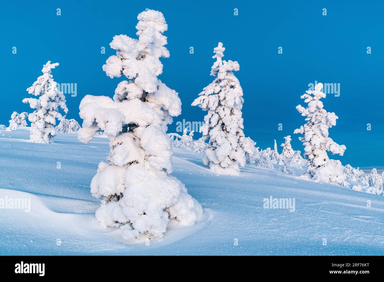 Vereiste Bäume, Schnee, verwehte, Schneewehen, , Schwedisch-Lappland, Baum, Bäume, verschneite Bäume, Stock Photo