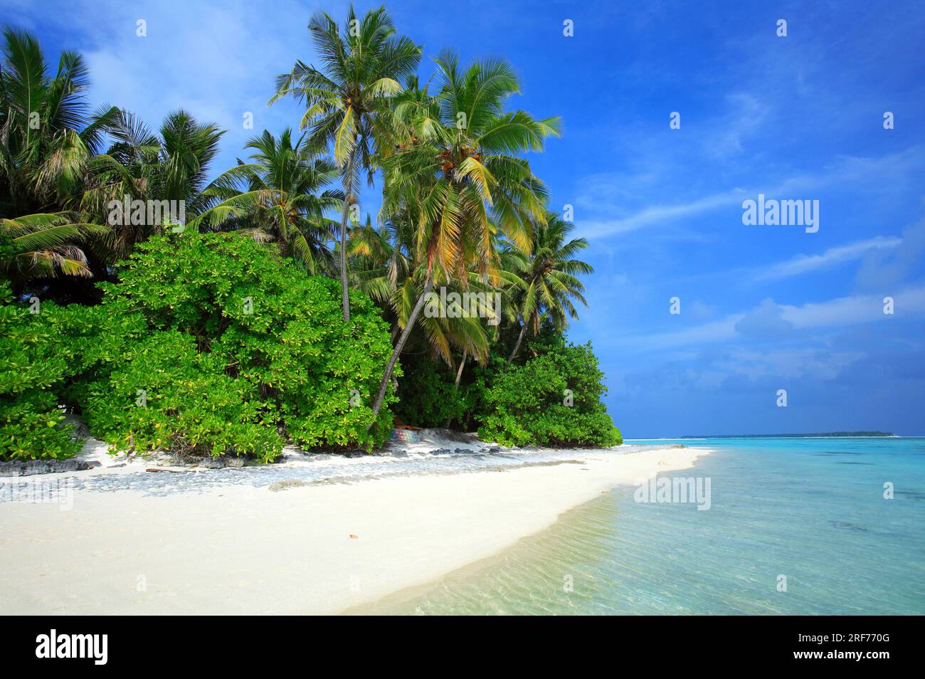 Malediven, indischer Ozean, typischer Palmenstrand, Stock Photo