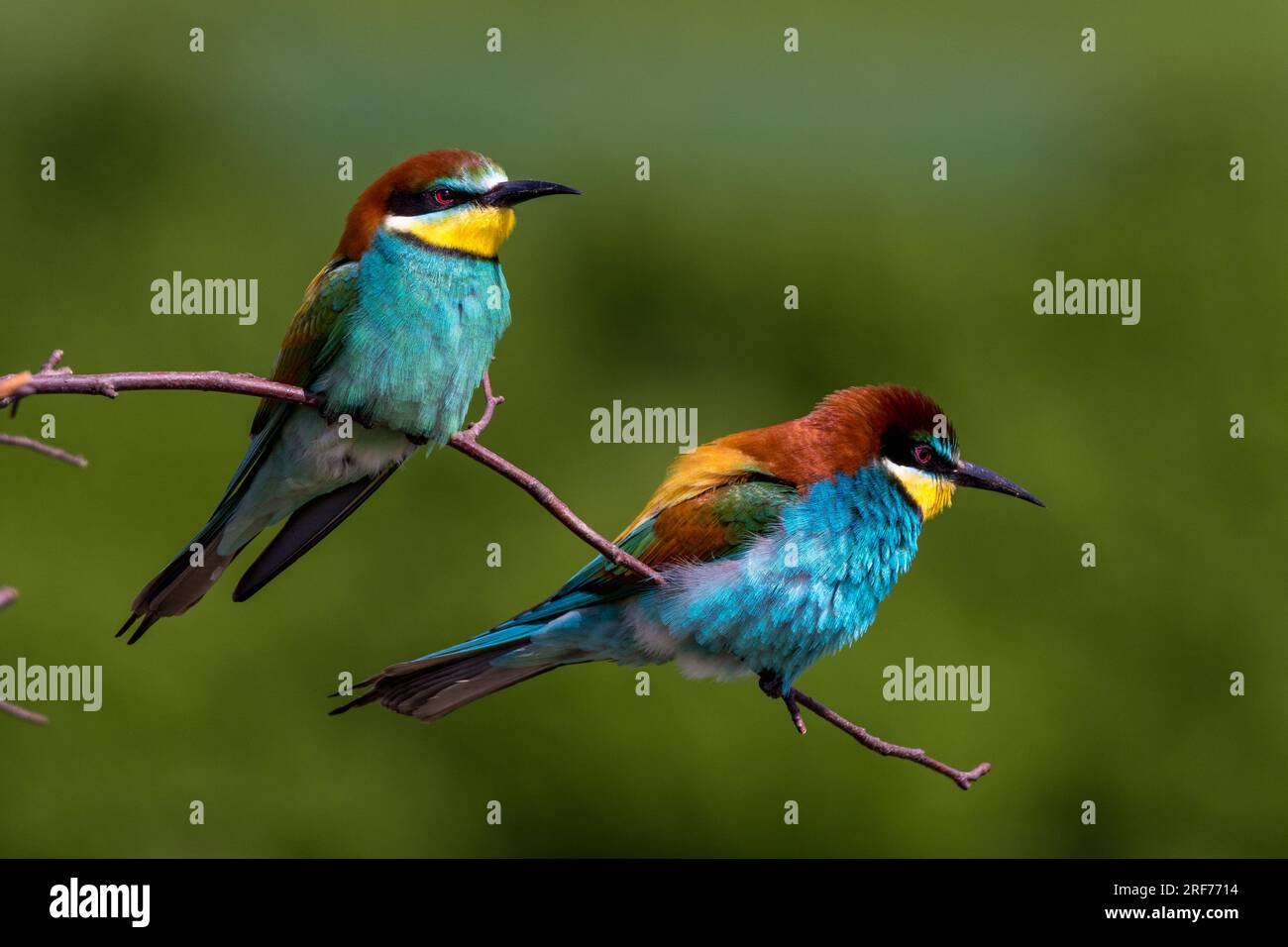 Zwei Bienenfresser auf Sitzwarte (Merops apiaster) Stock Photo