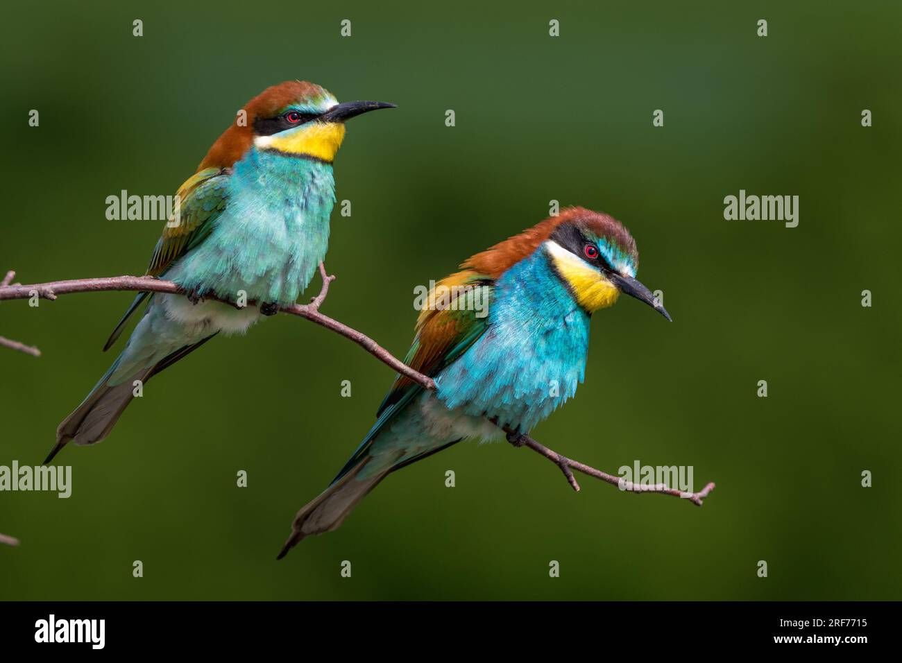 Zwei Bienenfresser auf Sitzwarte (Merops apiaster) Stock Photo