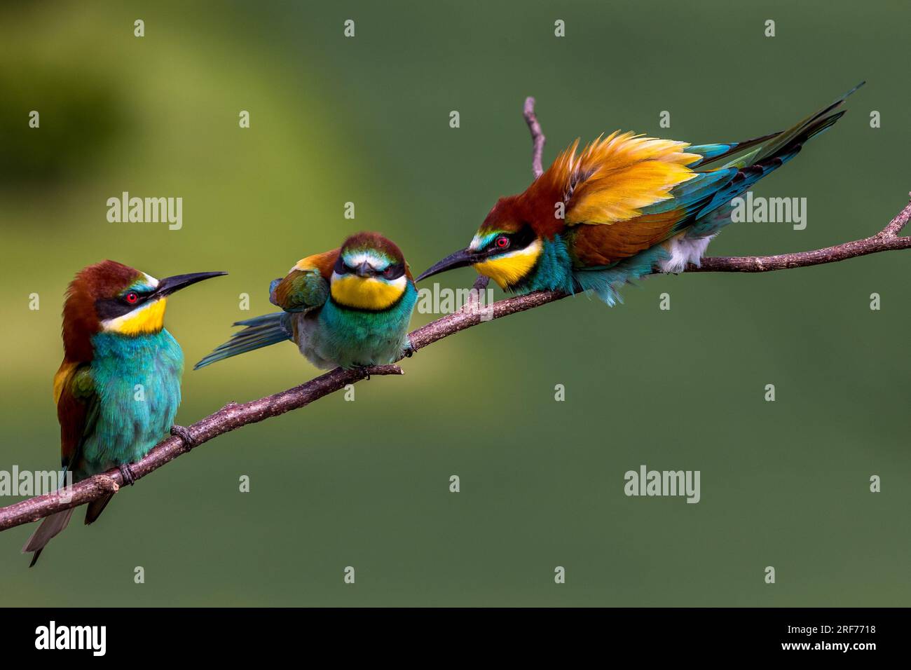Drei Bienenfresser auf Sitzwarte (Merops apiaster) Stock Photo