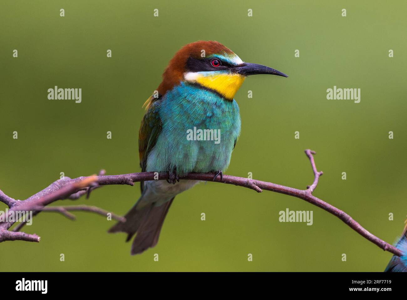 Bienenfresser auf Sitzwarte (Merops apiaster) Stock Photo