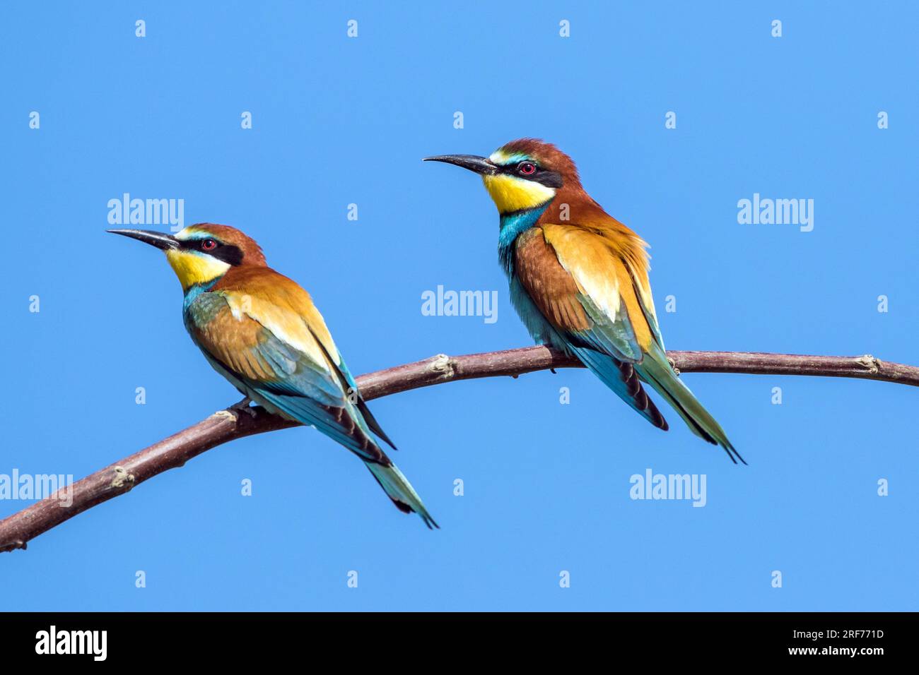 Zwei Bienenfresser auf Sitzwarte (Merops apiaster) Stock Photo