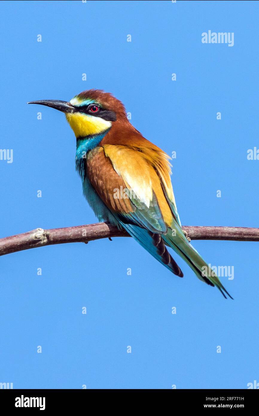 Zwei Bienenfresser auf Sitzwarte (Merops apiaster) Stock Photo