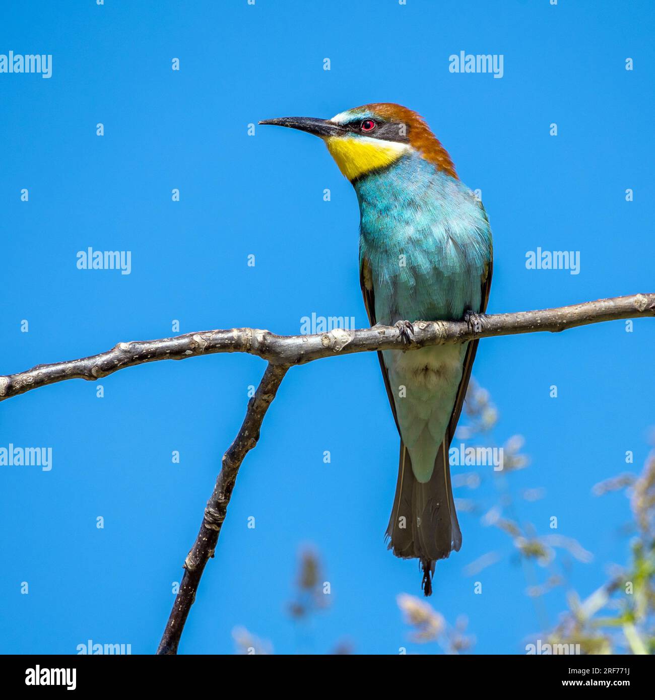 Bienenfresser auf Sitzwarte (Merops apiaster) Stock Photo