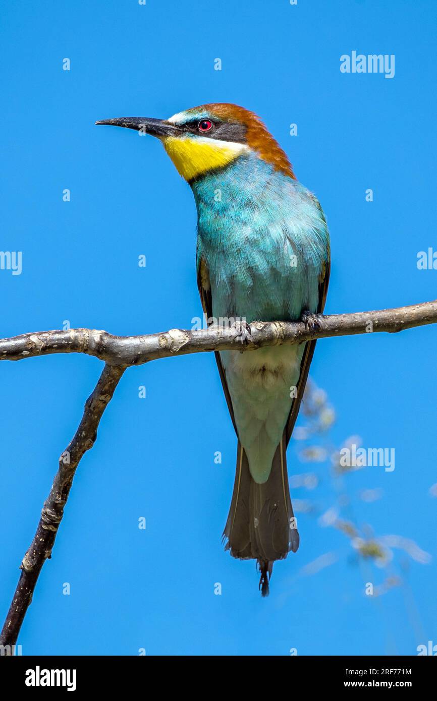 Bienenfresser auf Sitzwarte (Merops apiaster) Stock Photo
