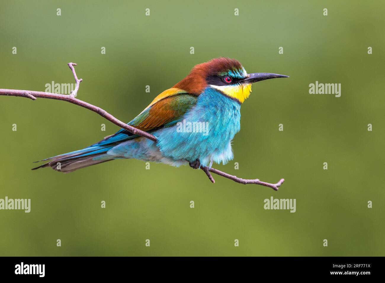 Bienenfresser auf Sitzwarte (Merops apiaster) Stock Photo