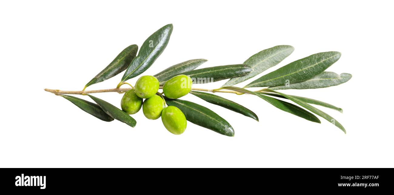 Olive tree branch isolated on white background Stock Photo - Alamy