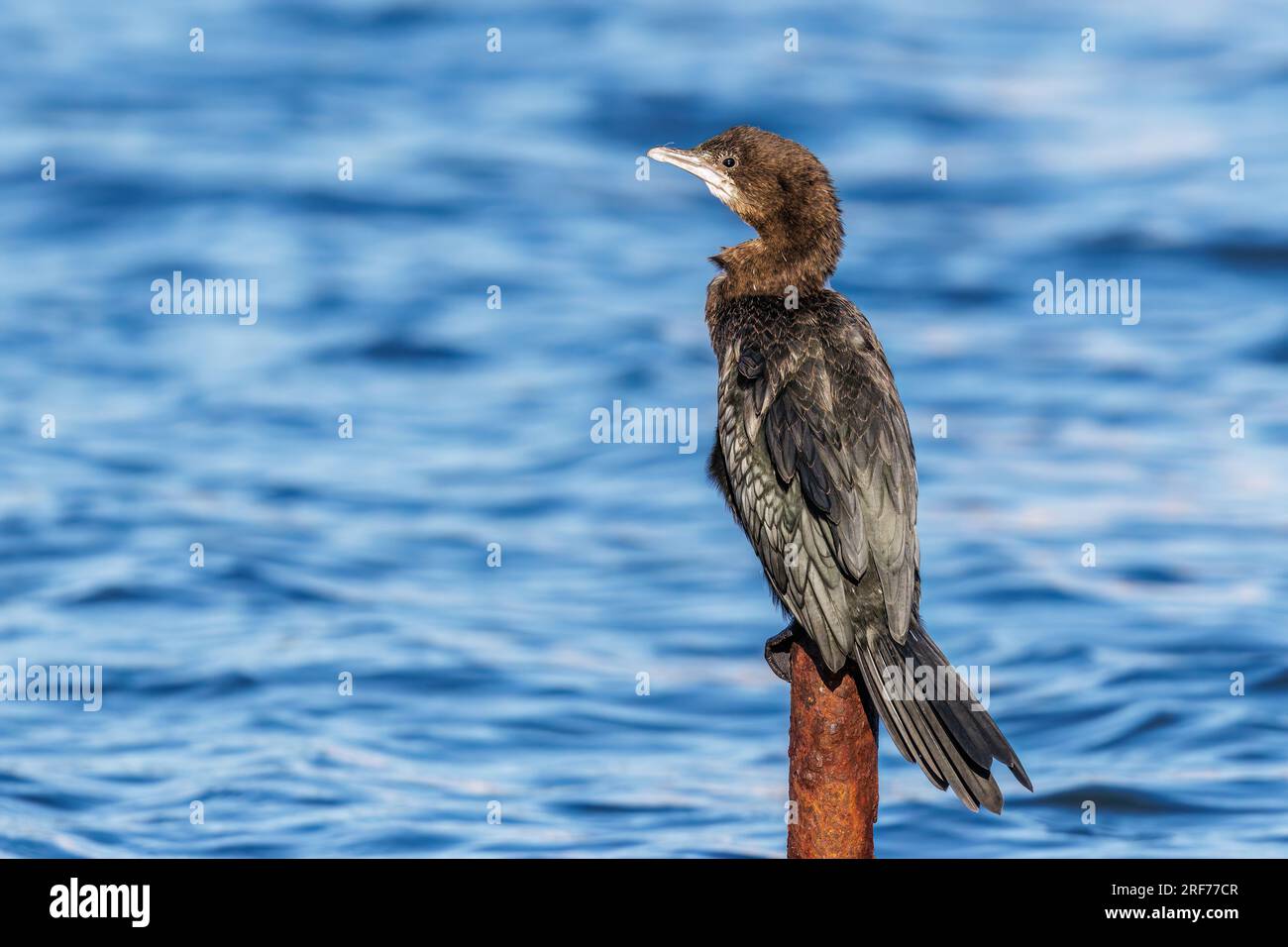 Pygmeus Zwergscharbe (Microcarbo pygmeus Stock Photo - Alamy