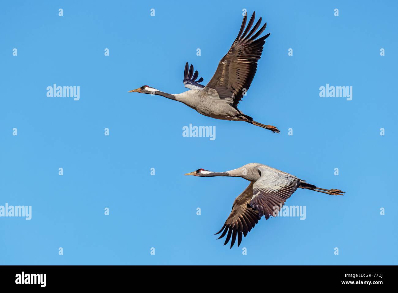 Zwei fliegende Kraniche (Grus grus), Hornborgasee, Schweden, Flugaufnahme, Stock Photo