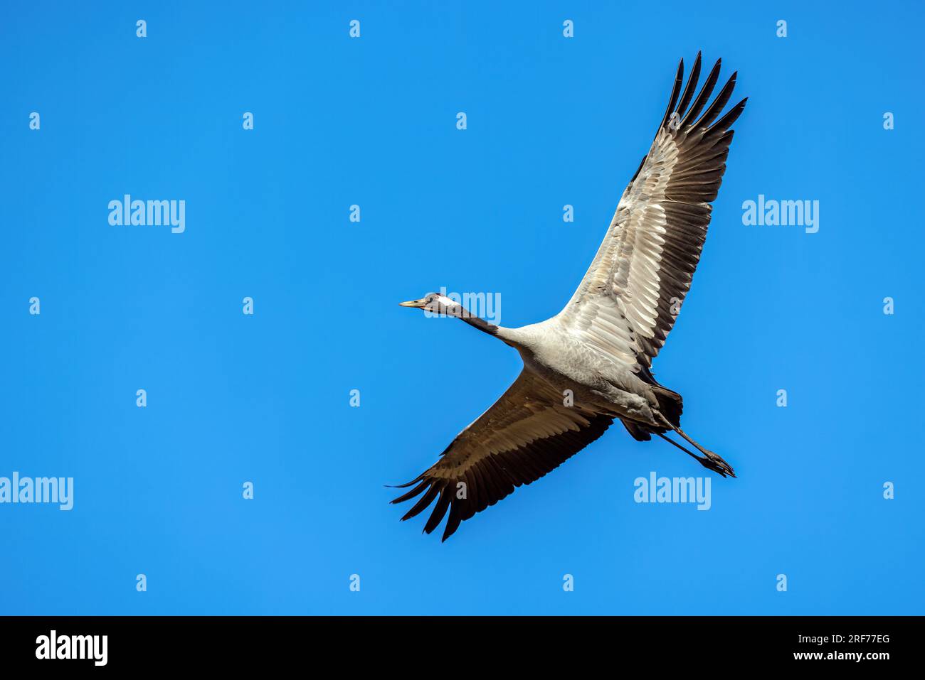 Kranich (Grus grus), Flugaufnahme, seitlich, Schweden, Hornborgasee, Stock Photo